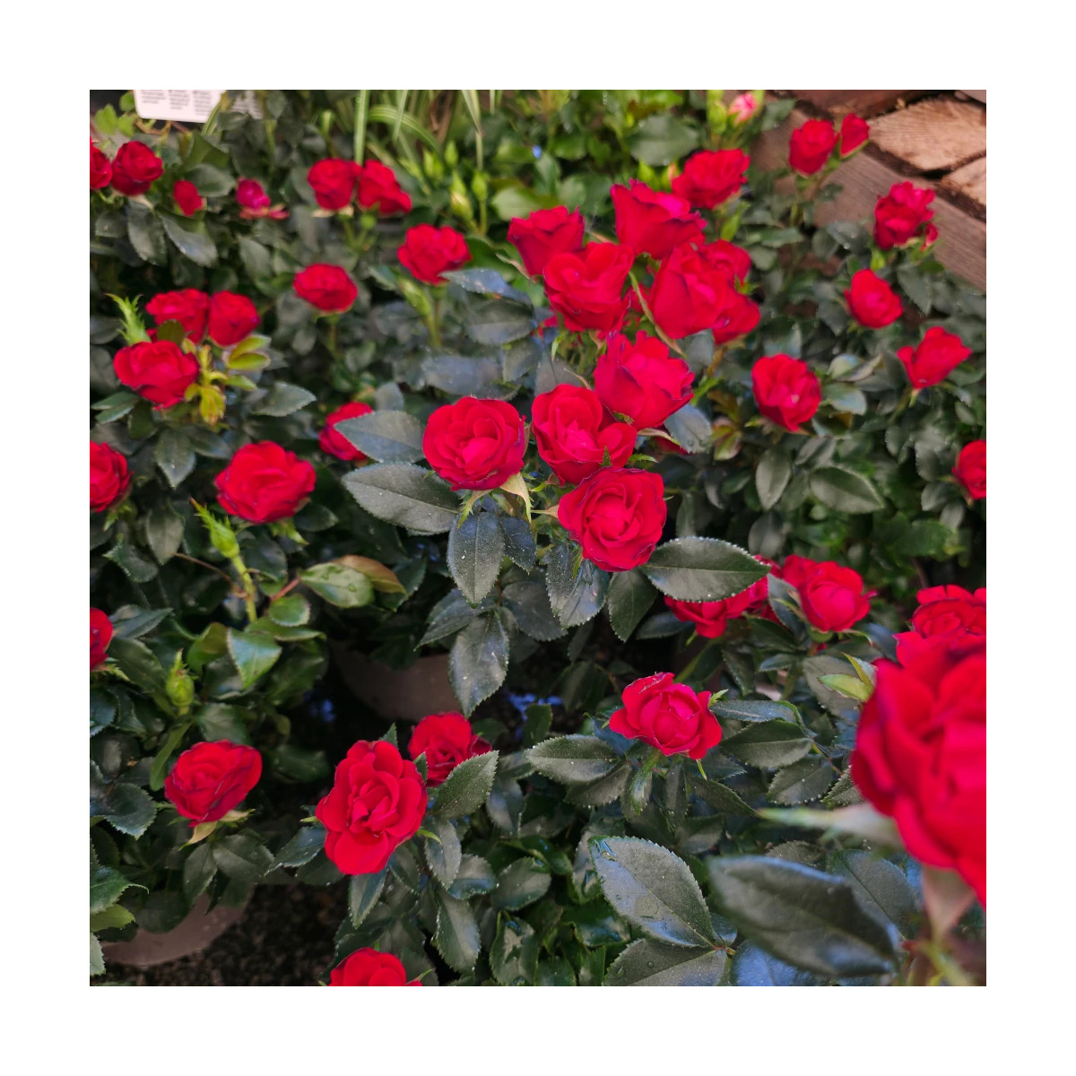 Rosier arbustif Zepeti® 'Meibenbino'