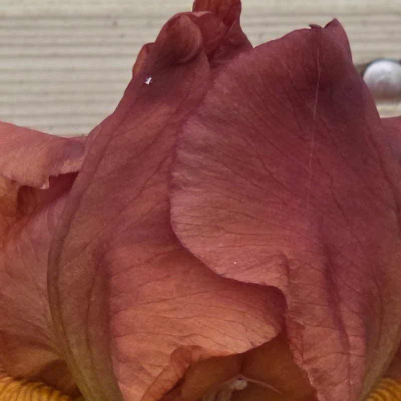 Iris des jardins Pacemaker