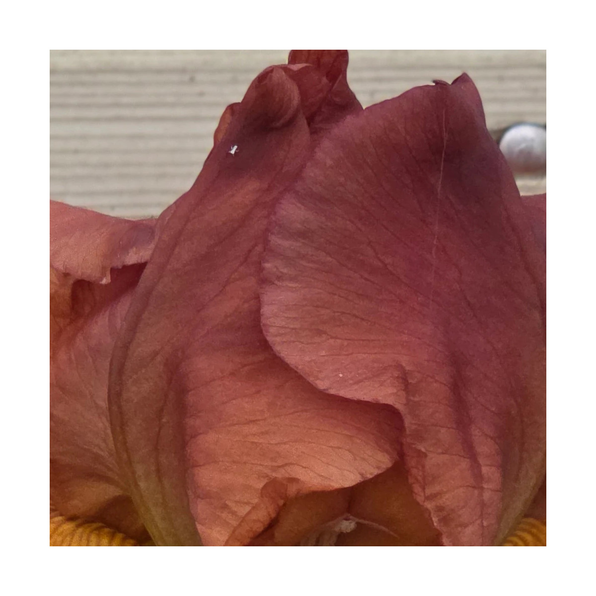 Iris des jardins Pacemaker