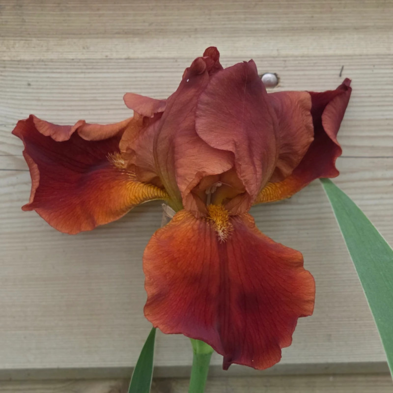 Iris des jardins Pacemaker