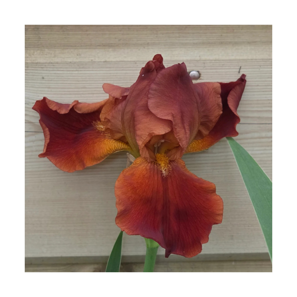 Iris des jardins Pacemaker