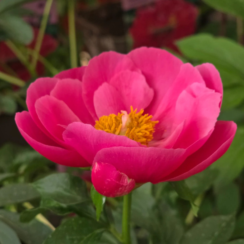 Pivoine herbacée Paula Fay