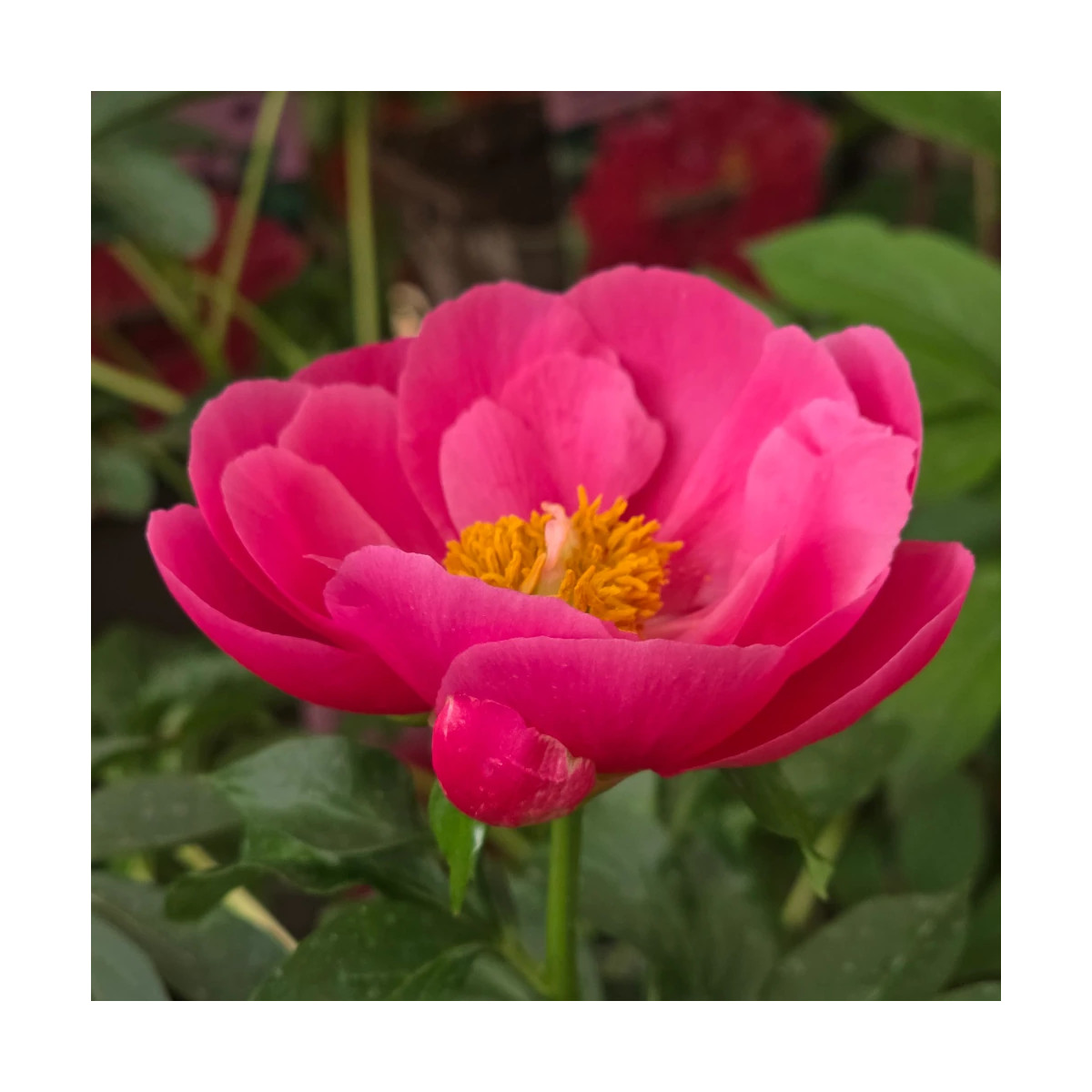 Pivoine herbacée Paula Fay