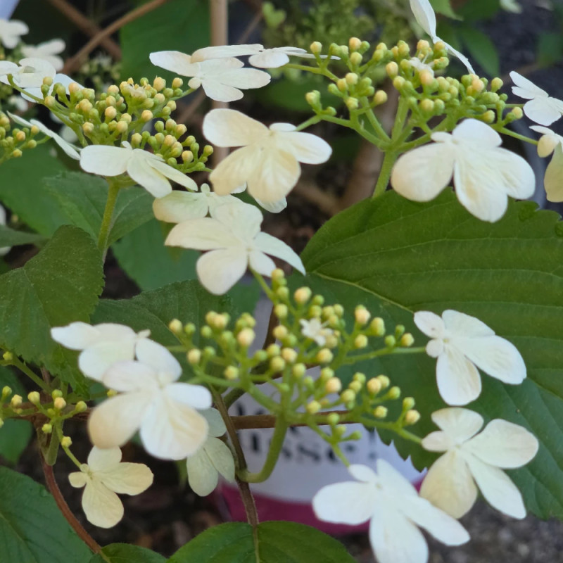 Viorne de Chine Kilimandjaro® Sunrise 'JWW5', Viburnum