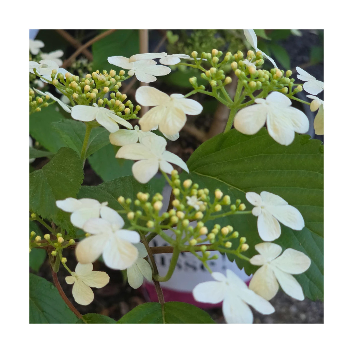 Viorne de Chine Kilimandjaro® Sunrise 'JWW5', Viburnum