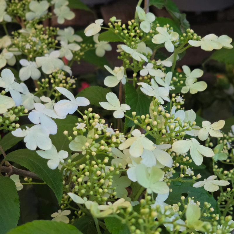 Viorne de Chine Kilimandjaro® Sunrise 'JWW5', Viburnum