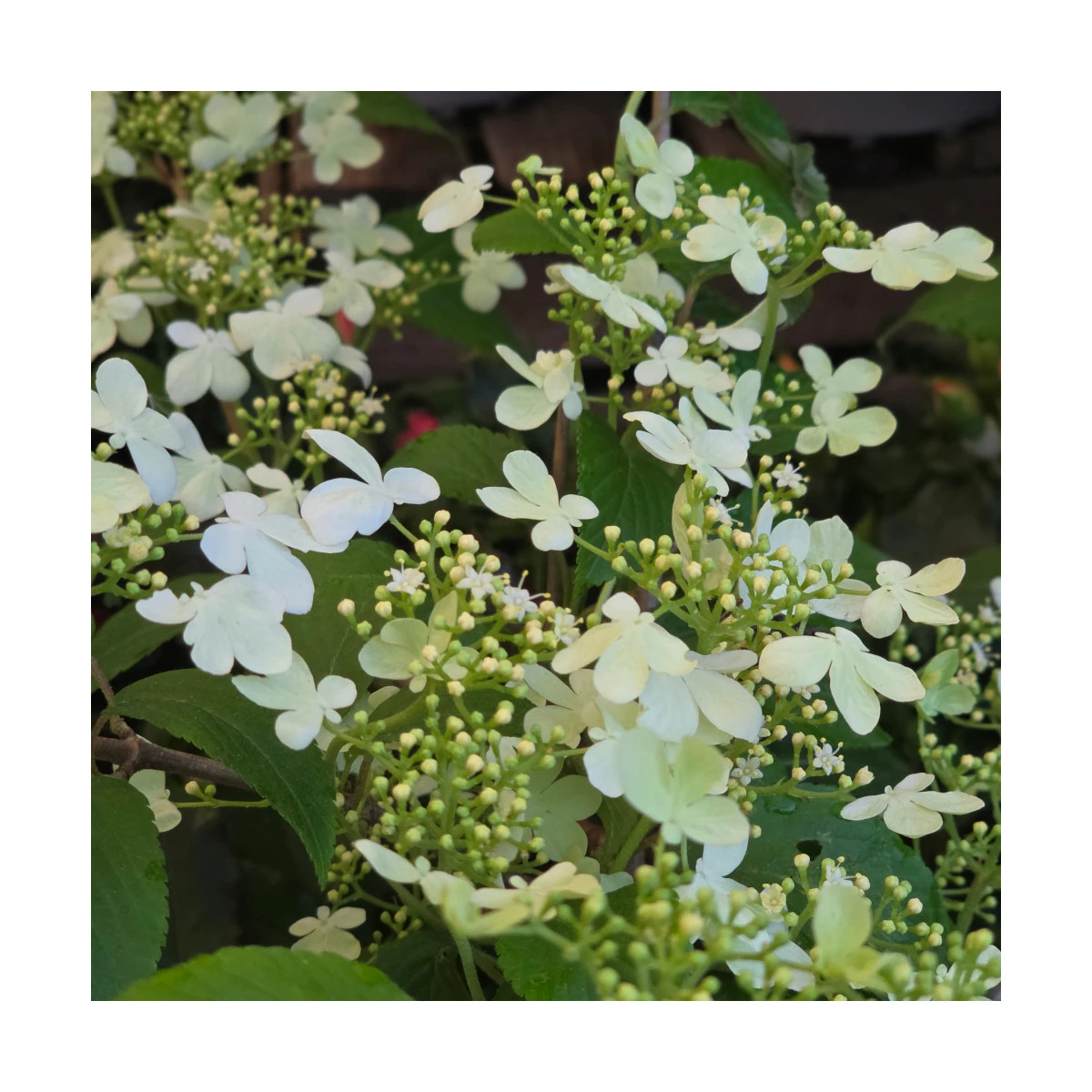 Viorne de Chine Kilimandjaro® Sunrise 'JWW5', Viburnum