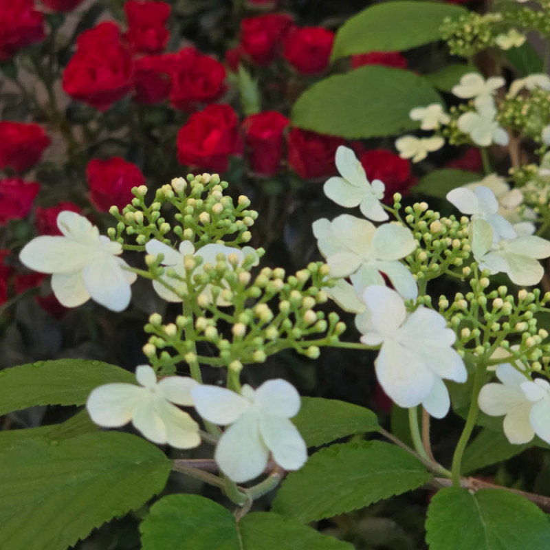 Viorne de Chine Kilimandjaro® Sunrise 'JWW5', Viburnum
