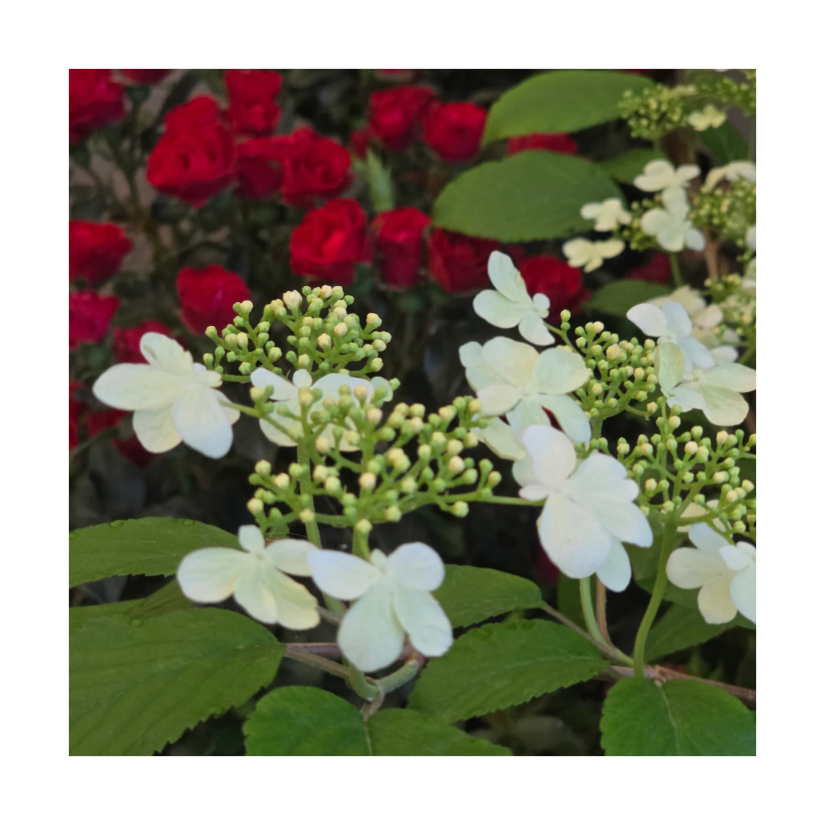 Viorne de Chine Kilimandjaro® Sunrise 'JWW5', Viburnum