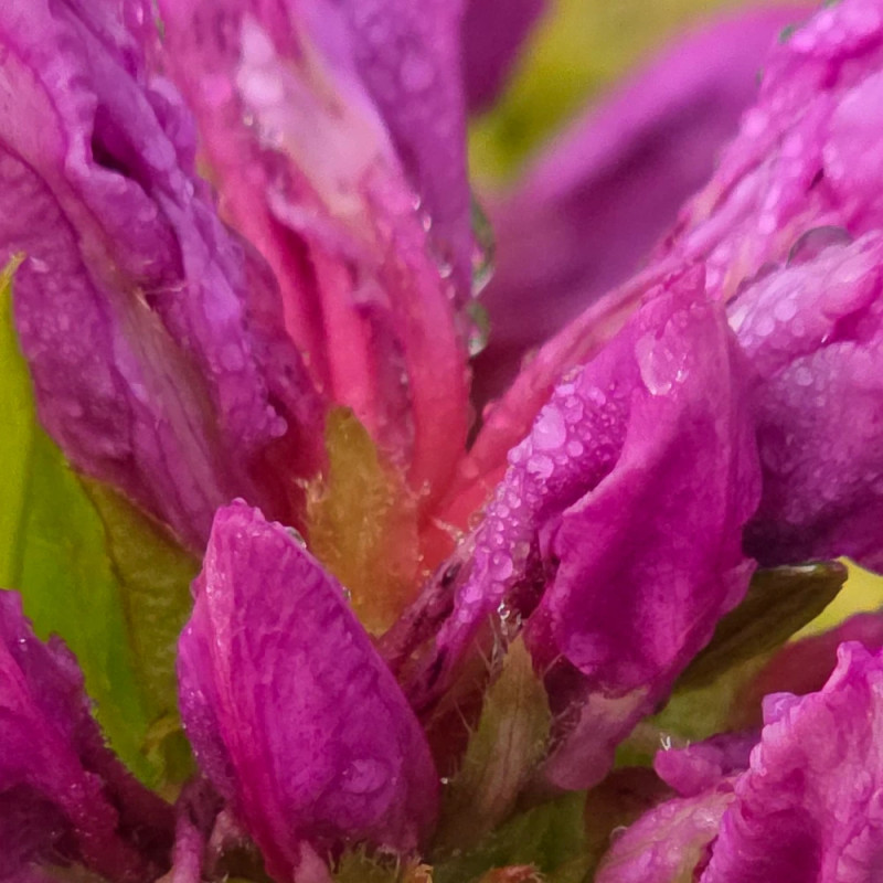 Azalée du Japon Purple Splendor - SILENCE, ça pousse !, Azalea