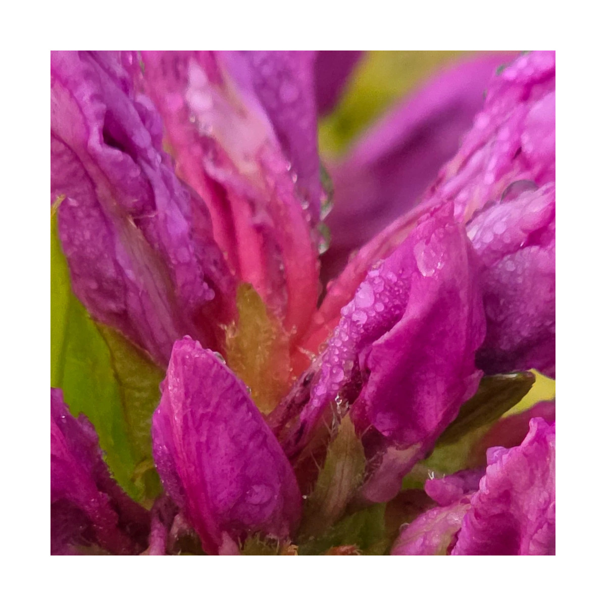 Azalée du Japon Purple Splendor - SILENCE, ça pousse !, Azalea
