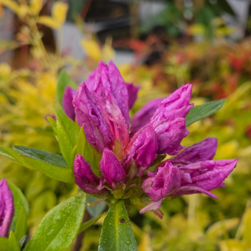 Azalée du Japon Purple Splendor - SILENCE, ça pousse !, Azalea