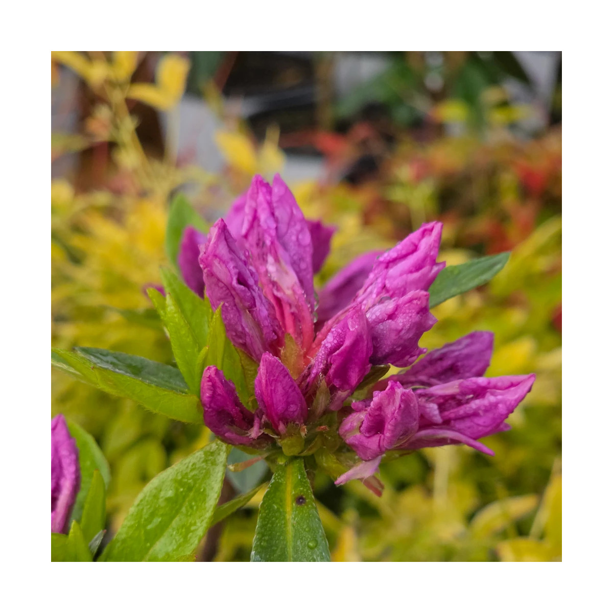 Azalée du Japon Purple Splendor - SILENCE, ça pousse !, Azalea