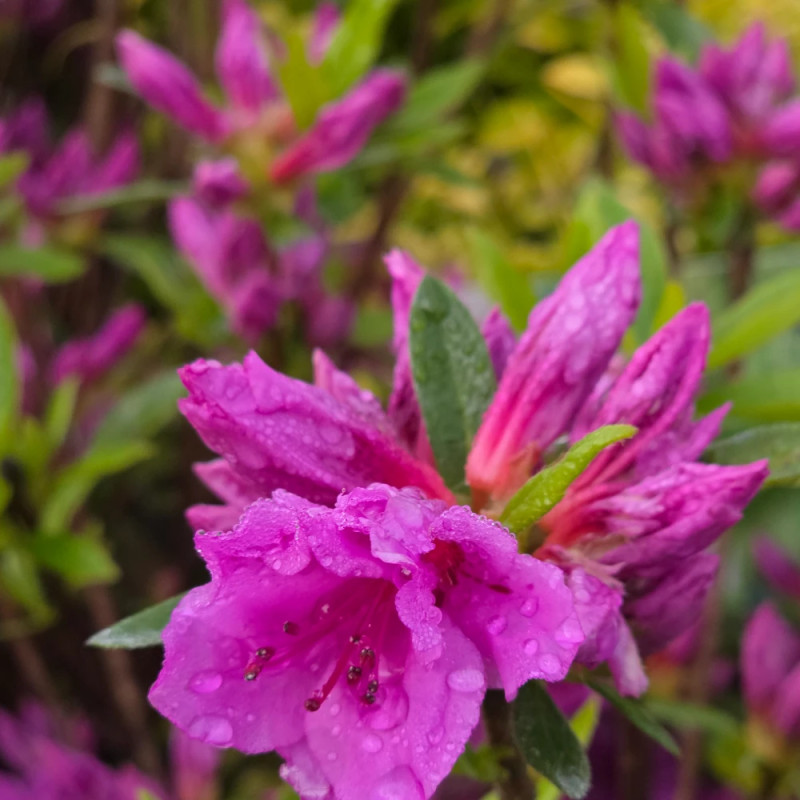 Azalée du Japon Purple Splendor - SILENCE, ça pousse !, Azalea