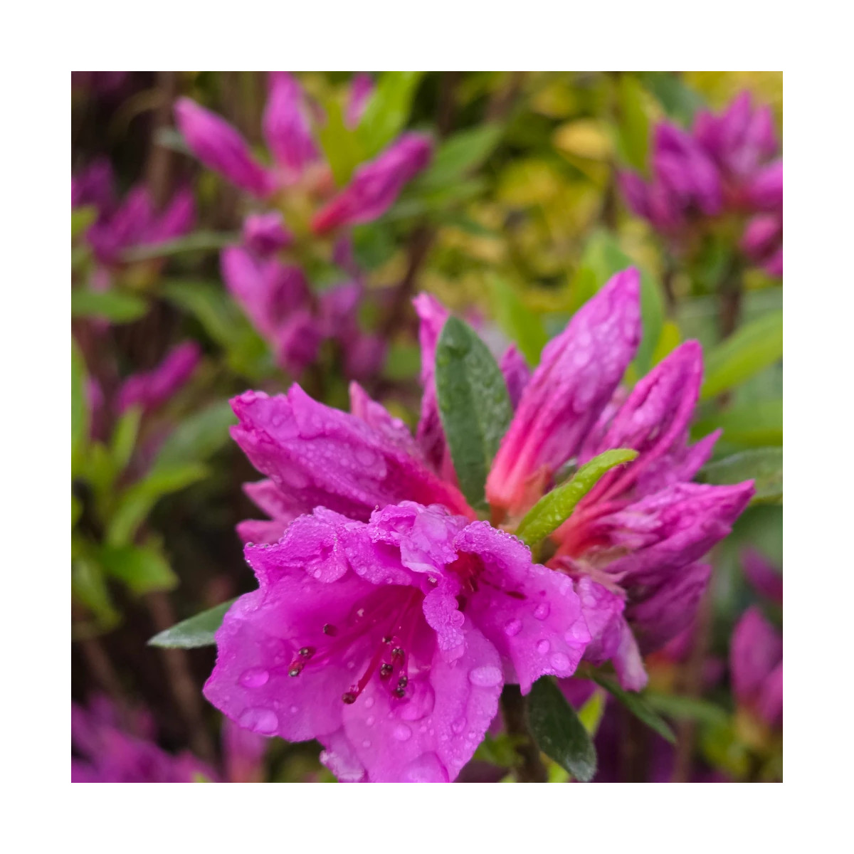 Azalée du Japon Purple Splendor - SILENCE, ça pousse !, Azalea