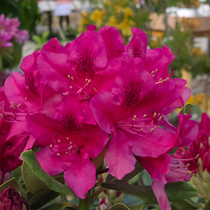 Rhododendron Nova Zembla - SILENCE, ça pousse !