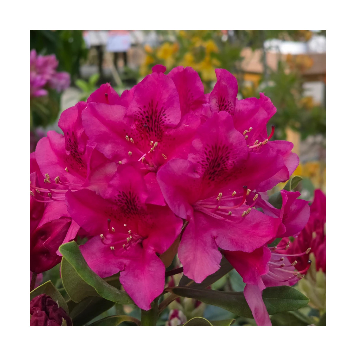 Rhododendron Nova Zembla - SILENCE, ça pousse !