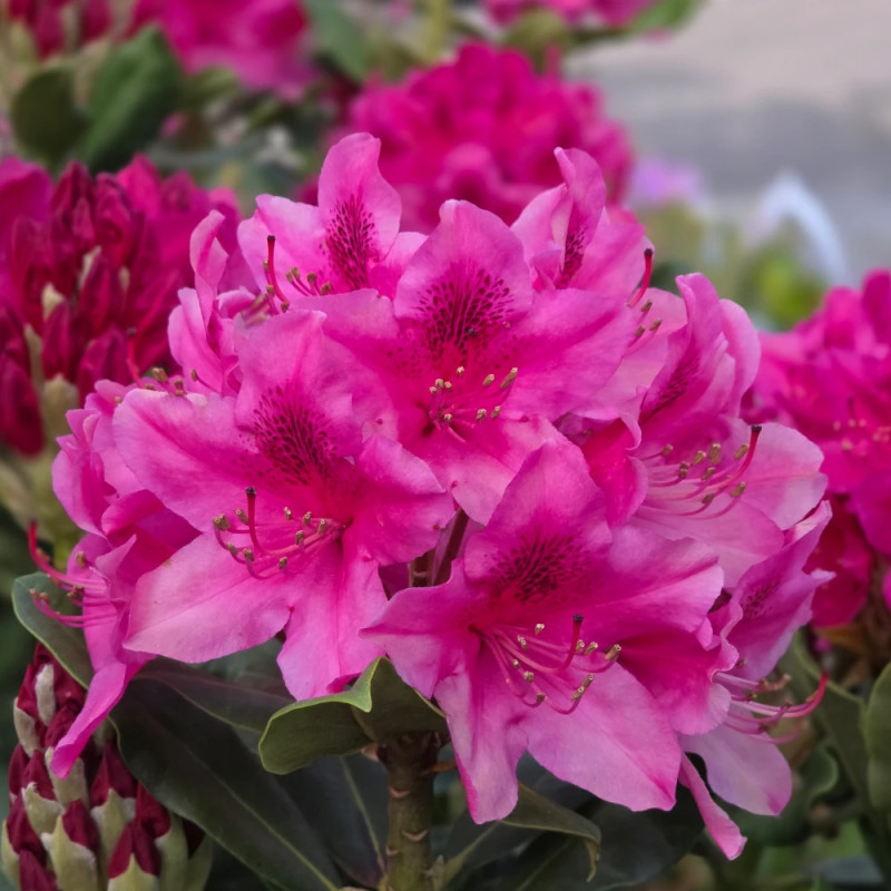 Rhododendron Nova Zembla - SILENCE, ça pousse !