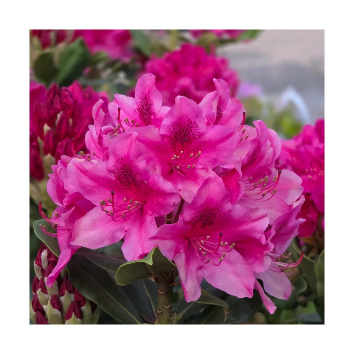 Rhododendron Nova Zembla - SILENCE, ça pousse !