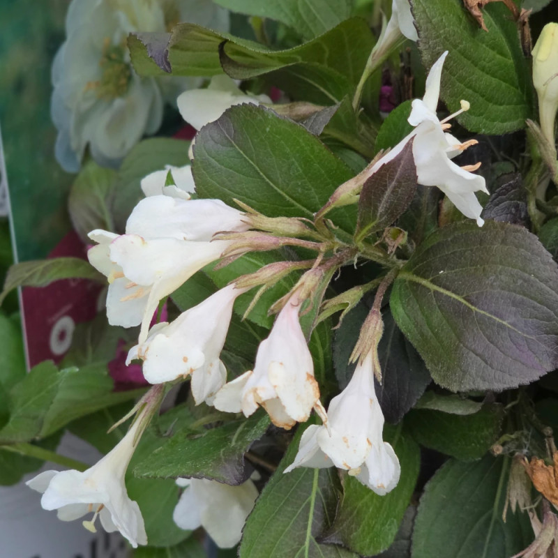 Weigela Ebony & ivory® - SILENCE, ça pousse !, Weigelia