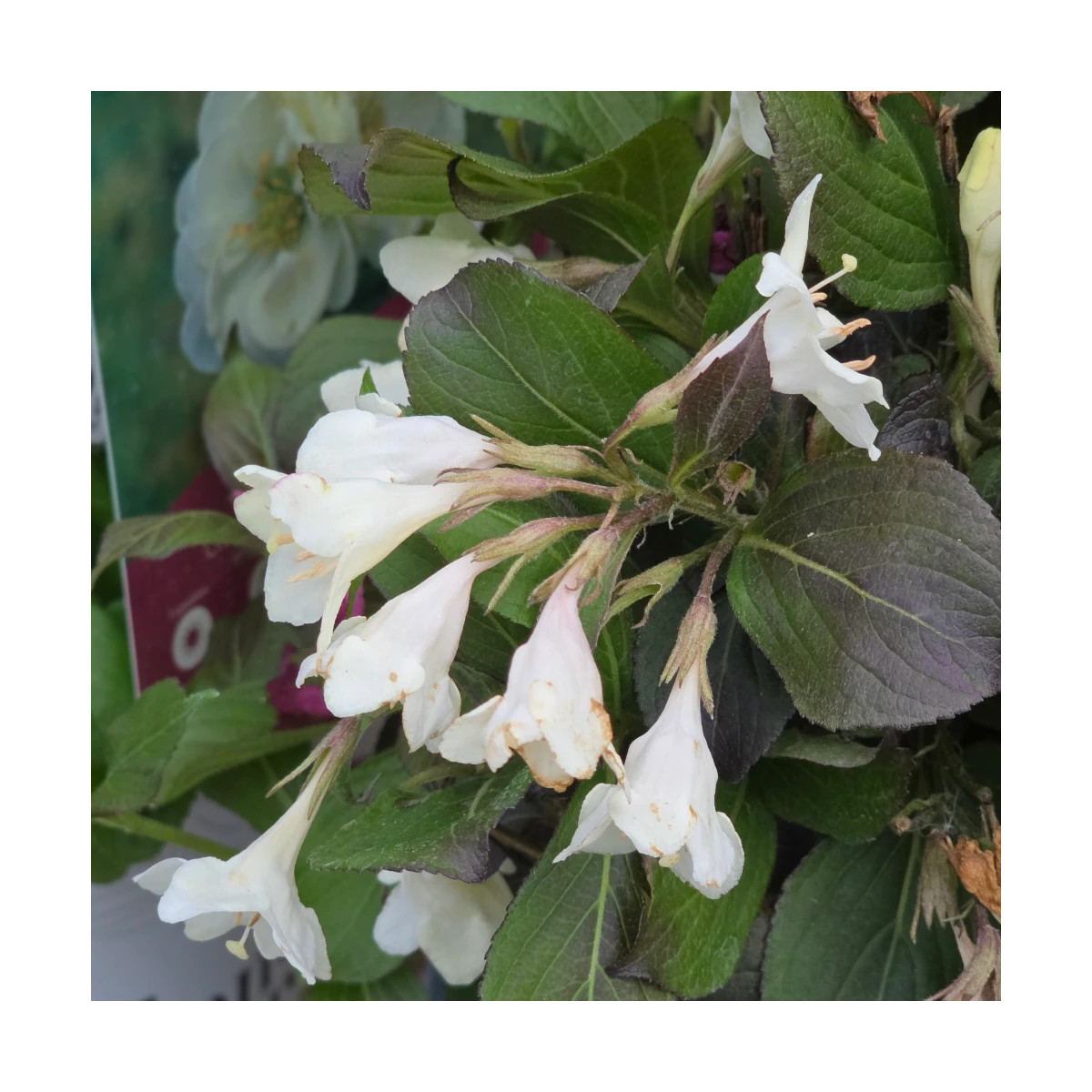 Weigela Ebony & ivory® - SILENCE, ça pousse !, Weigelia