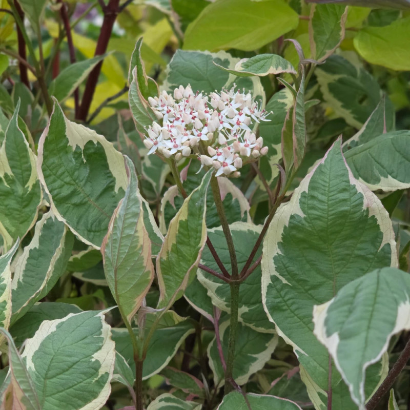 Cornouiller blanc Miracle® 'Verpaalen2', Cornus