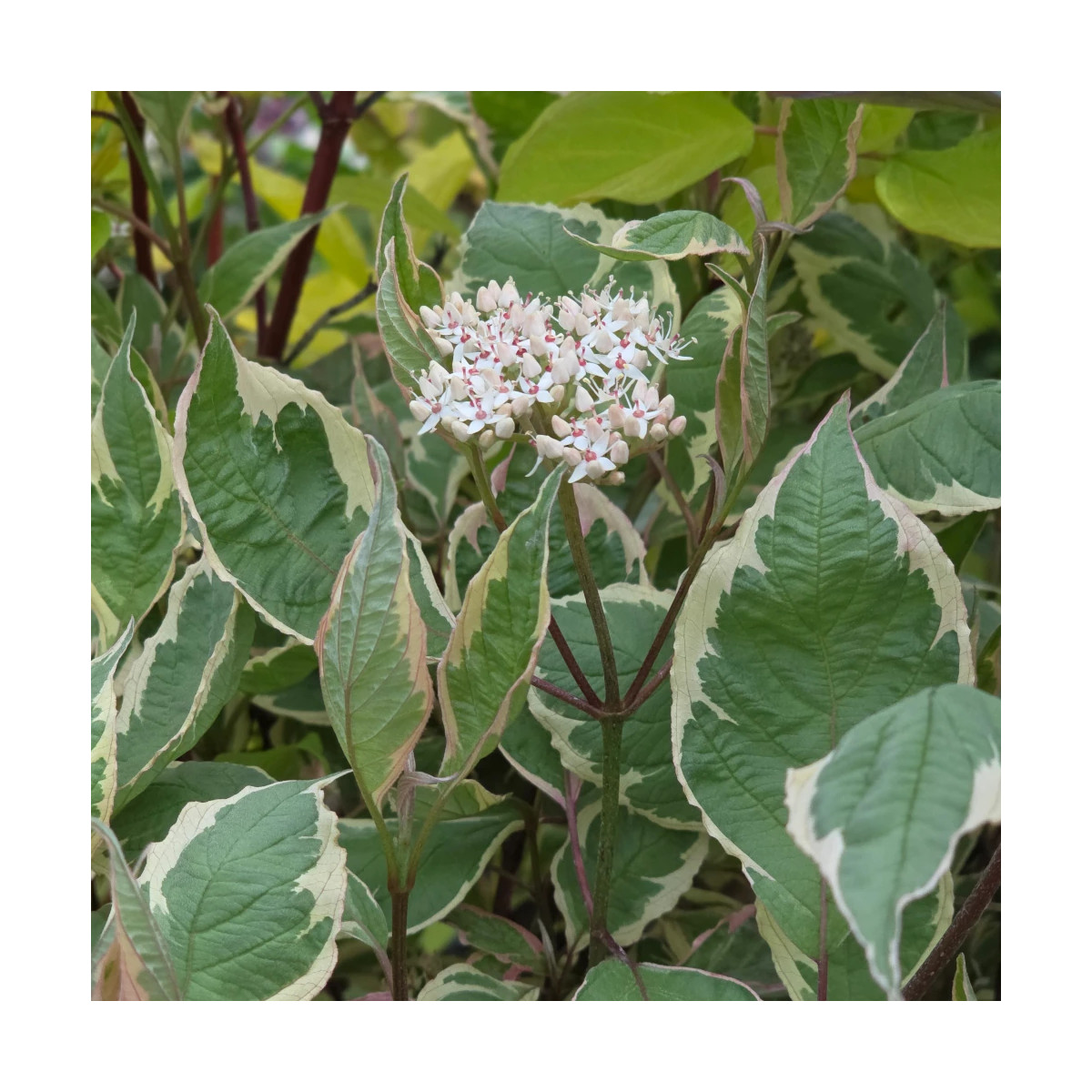 Cornouiller blanc Miracle® 'Verpaalen2', Cornus Cornouiller blanc Miracle® 'Verpaalen2', Cornus