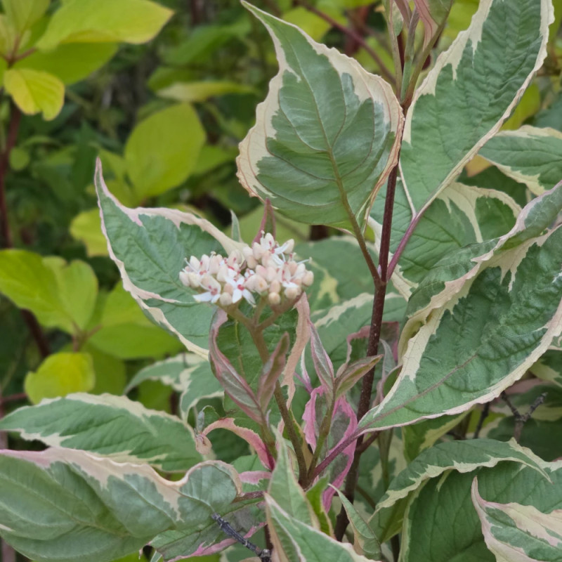 Cornouiller blanc Miracle® 'Verpaalen2', Cornus