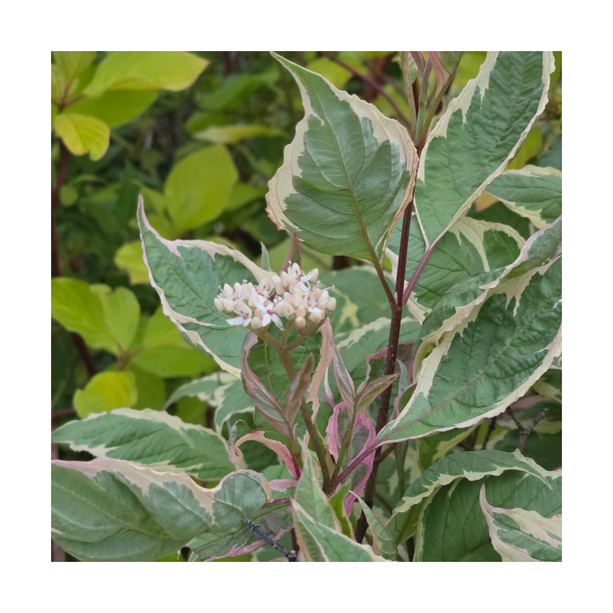 Cornouiller blanc Miracle® 'Verpaalen2', Cornus Cornouiller blanc Miracle® 'Verpaalen2', Cornus