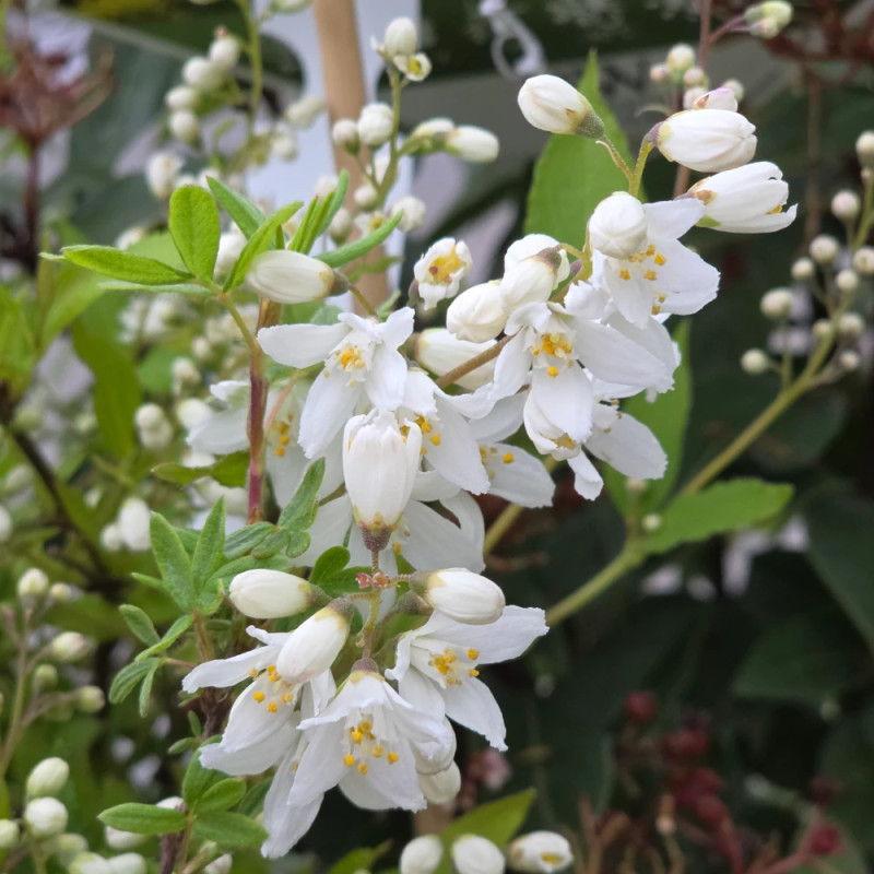 Deutzie nain Yuki Snowflake® 'NCDX1' - SILENCE, ça pousse !, Deutzia