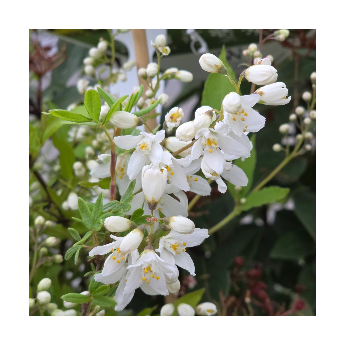 Deutzie nain Yuki Snowflake® 'NCDX1' - SILENCE, ça pousse !, Deutzia