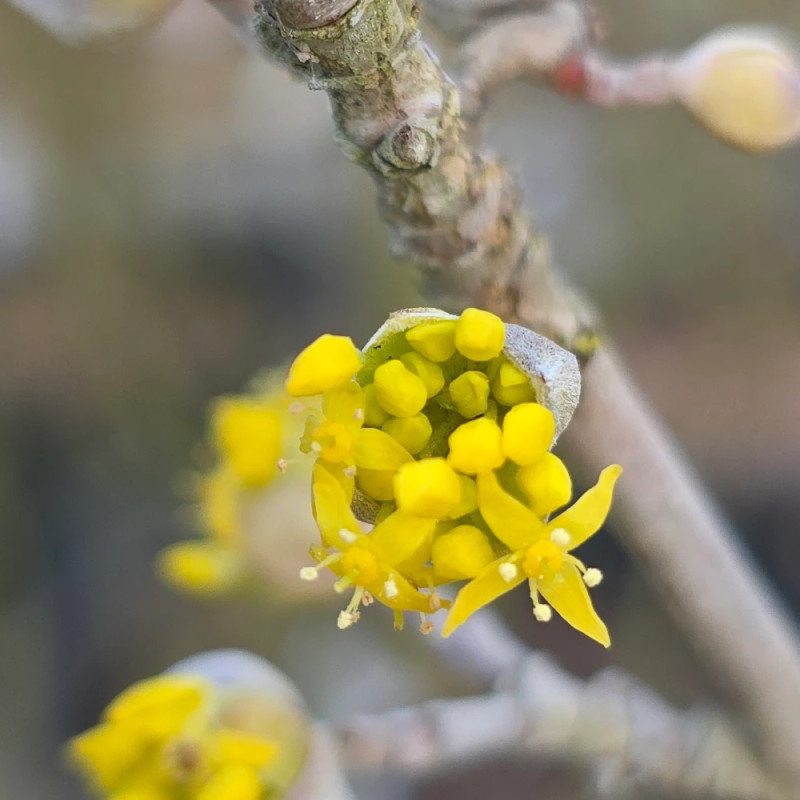Cornouiller officinal, Cornus
