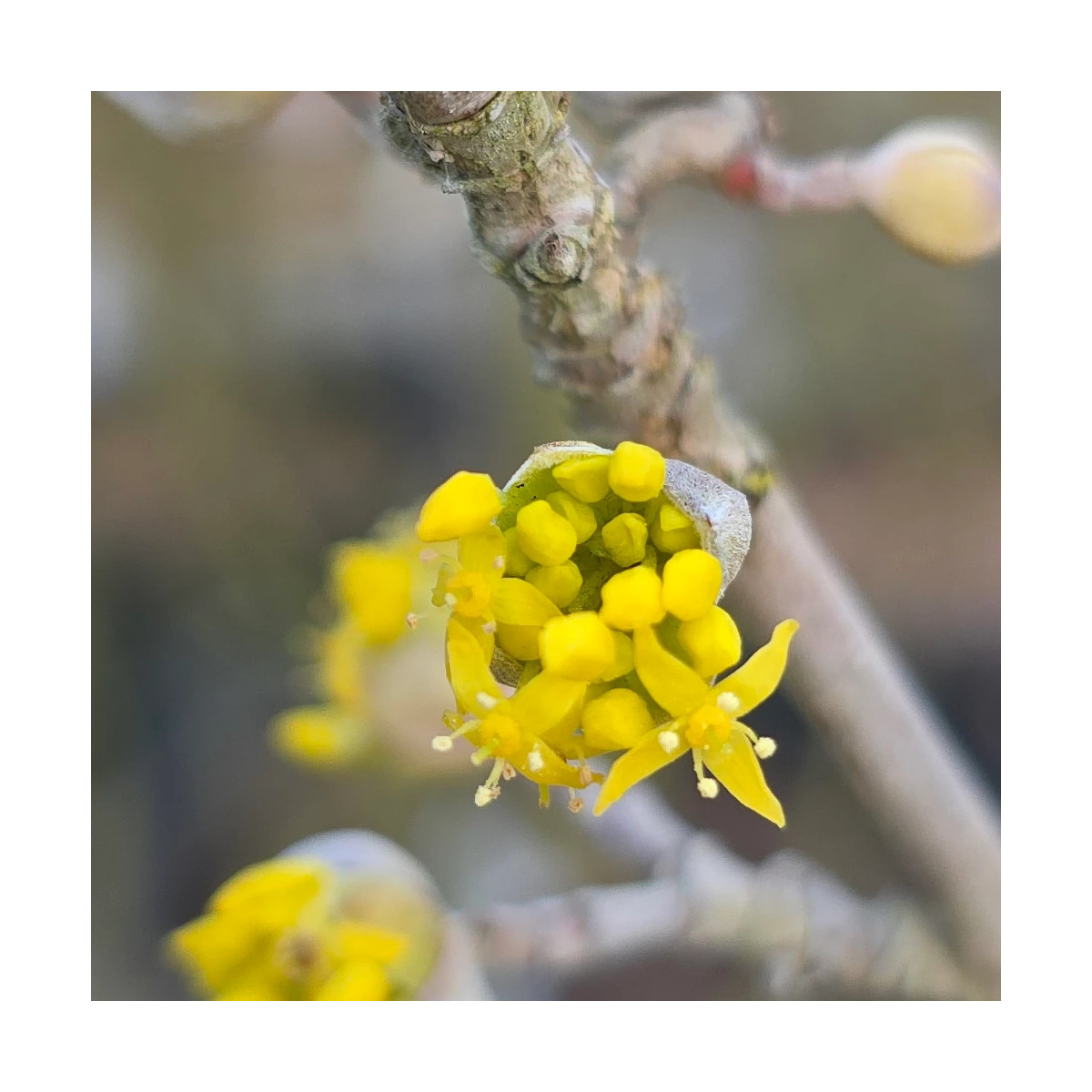 Cornouiller officinal, Cornus
