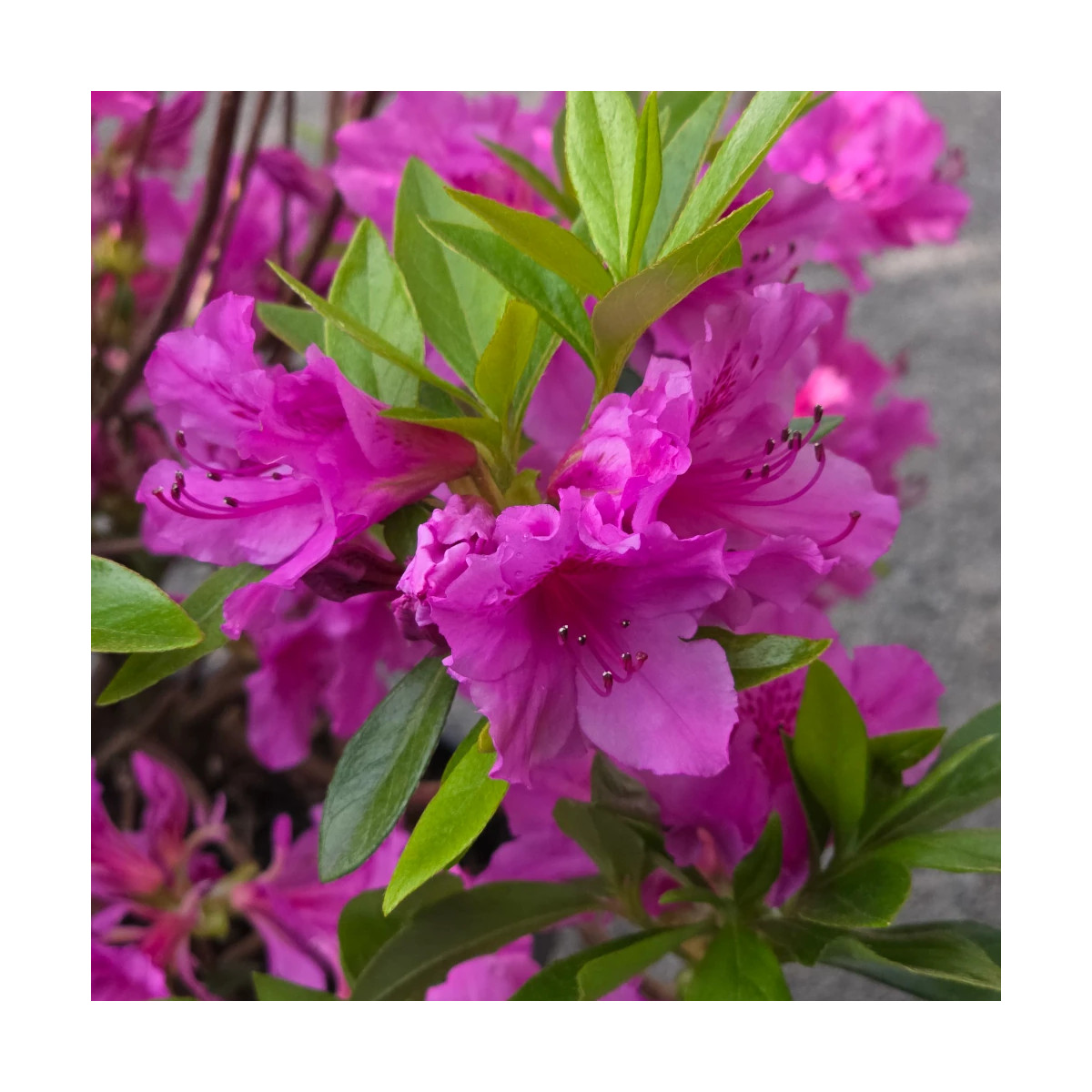 Azalée du Japon Purple Splendor - SILENCE, ça pousse !, Azalea