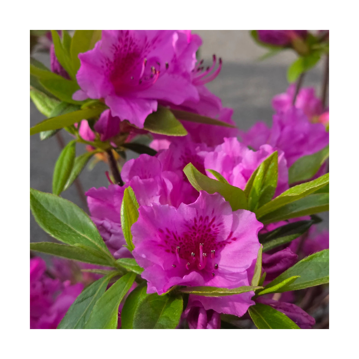 Azalée du Japon Purple Splendor - SILENCE, ça pousse !, Azalea