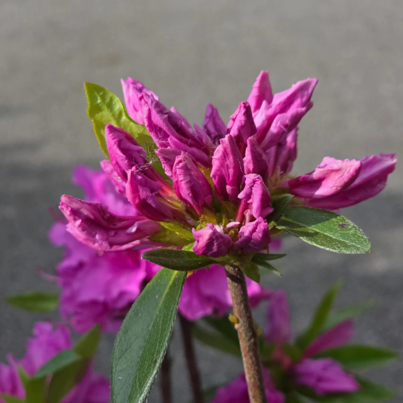 Azalée du Japon Purple Splendor, Azalea
