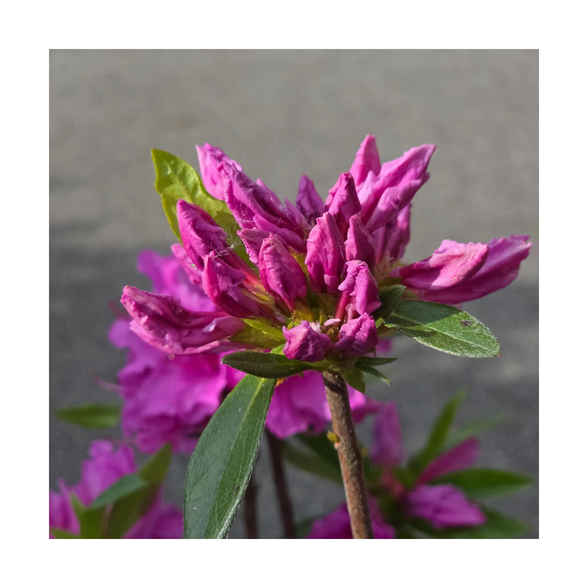 Azalée du Japon Purple Splendor, Azalea Azalée du Japon Purple Splendor, Azalea