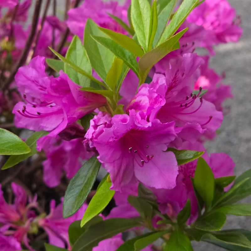 Azalée du Japon Purple Splendor, Azalea