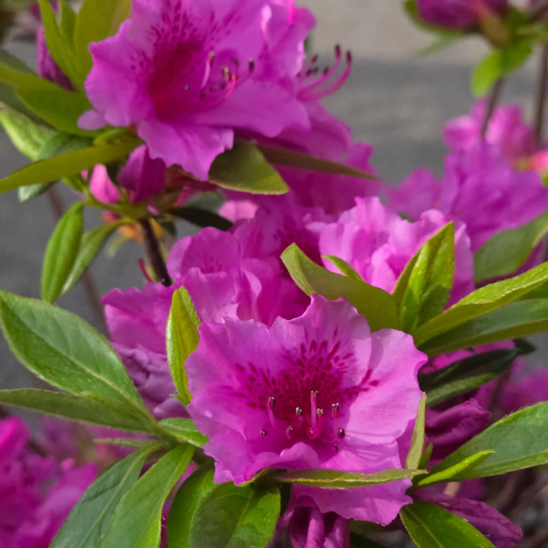 Azalée du Japon Purple Splendor, Azalea