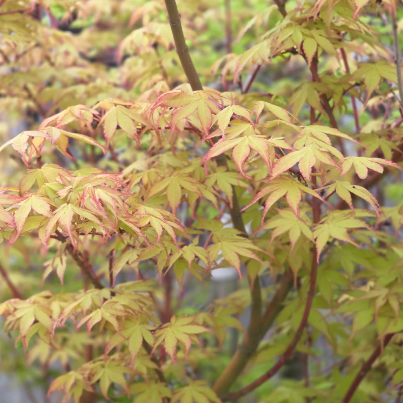 Erable du Japon Katsura - SILENCE, ça pousse !, Acer palmatum