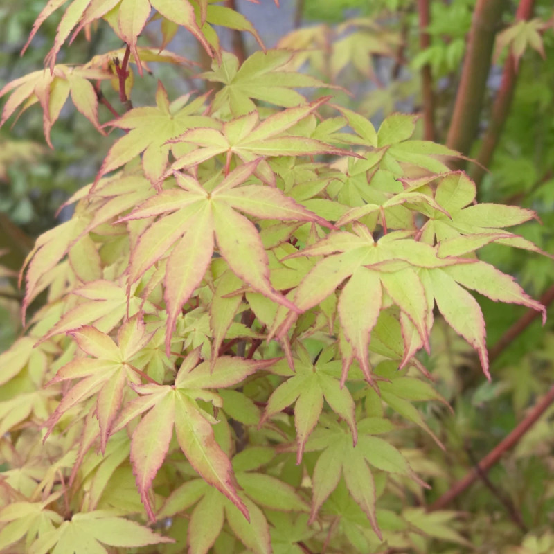 Erable du Japon Katsura - SILENCE, ça pousse !, Acer palmatum