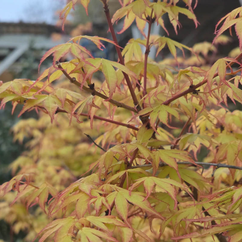 Erable du Japon Katsura - SILENCE, ça pousse !, Acer palmatum