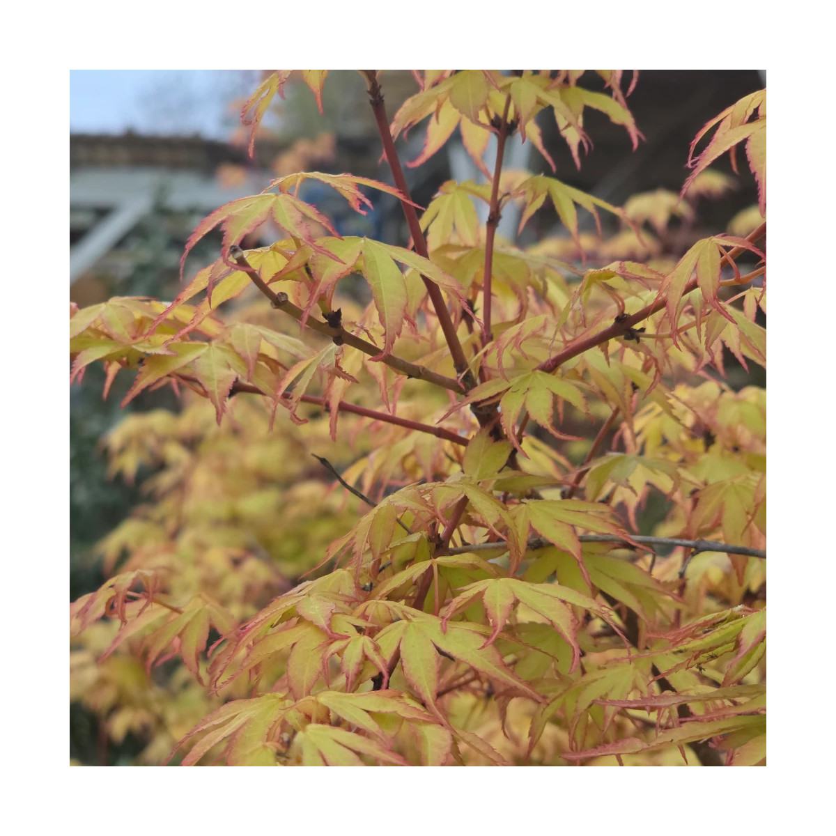 Erable du Japon Katsura - SILENCE, ça pousse !