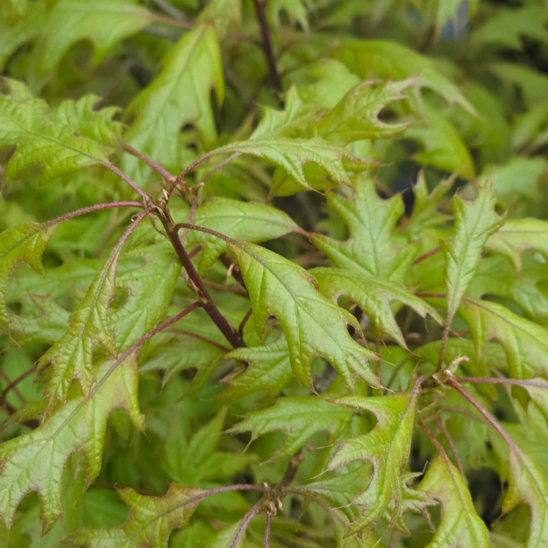 Chêne des marais Isabel, Quercus palustris
