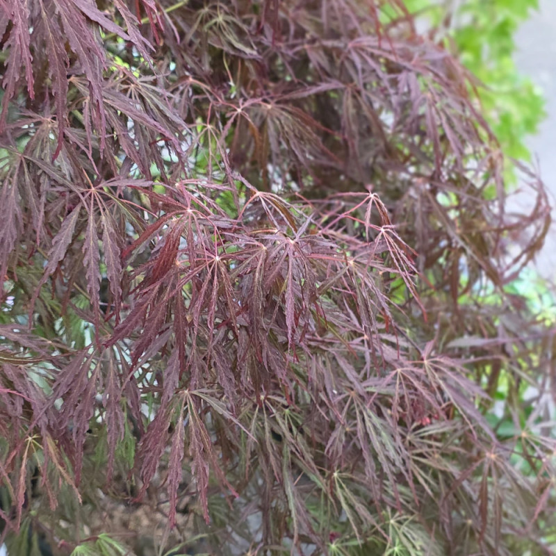 Erable du Japon dissectum Tamukeyama - SILENCE, ça pousse !, Acer palmatum