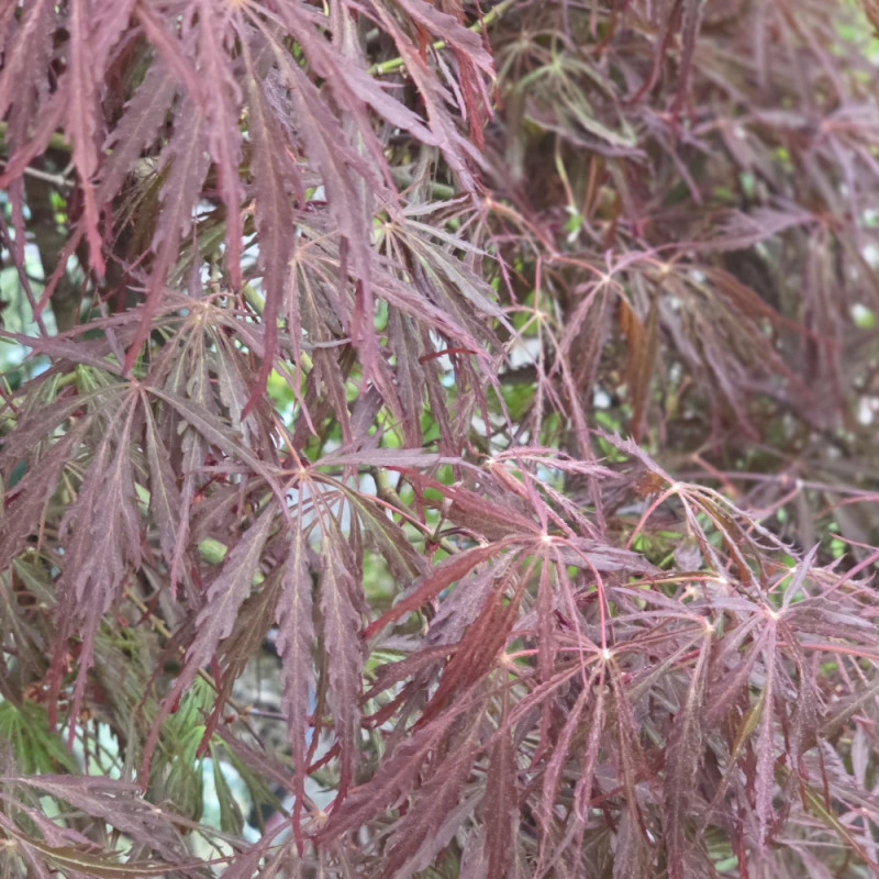 Erable du Japon dissectum Tamukeyama - SILENCE, ça pousse !, Acer palmatum