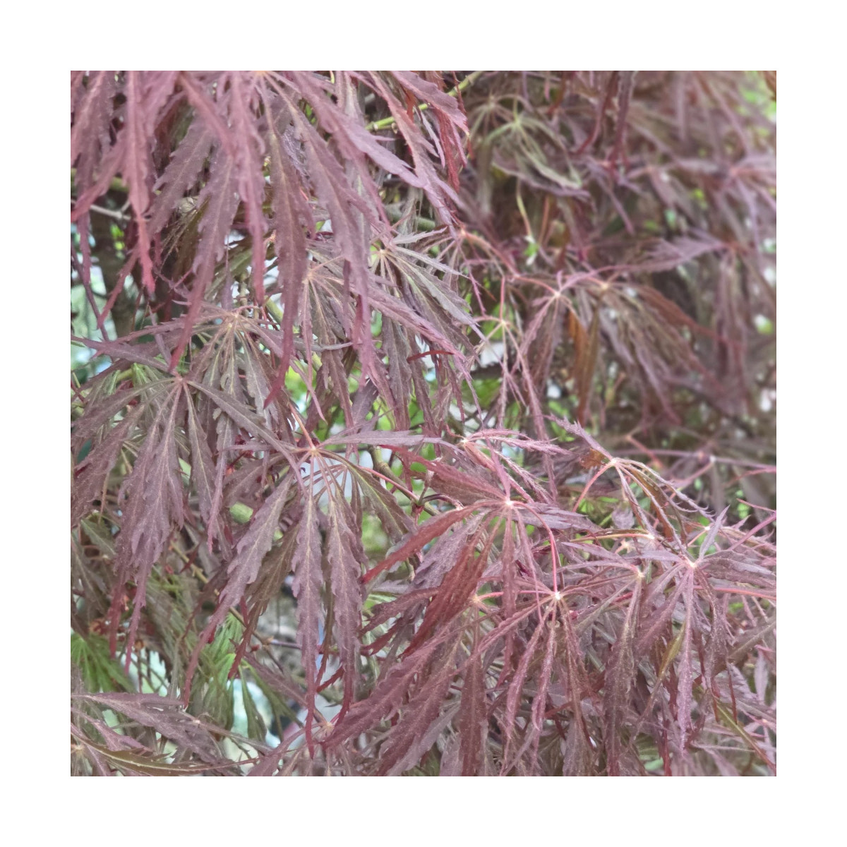 Erable du Japon dissectum Tamukeyama - SILENCE, ça pousse !, Acer palmatum