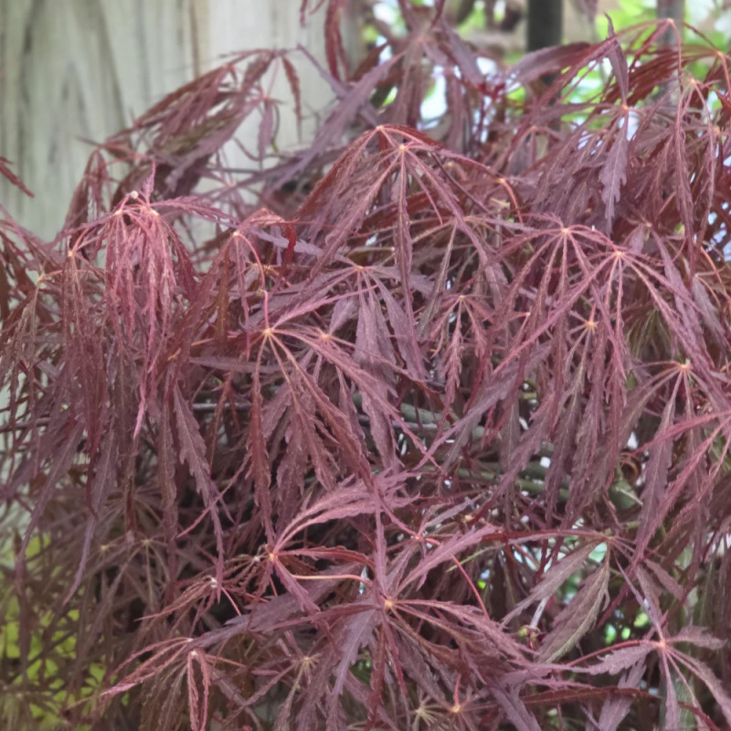 Erable du Japon dissectum Tamukeyama - SILENCE, ça pousse !, Acer palmatum