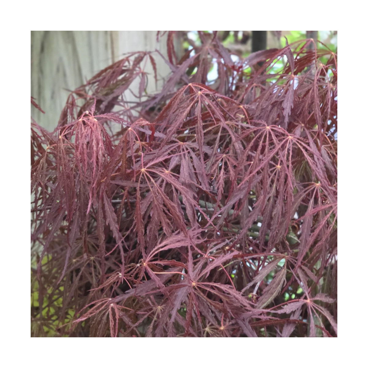Erable du Japon dissectum Tamukeyama - SILENCE, ça pousse !, Acer palmatum