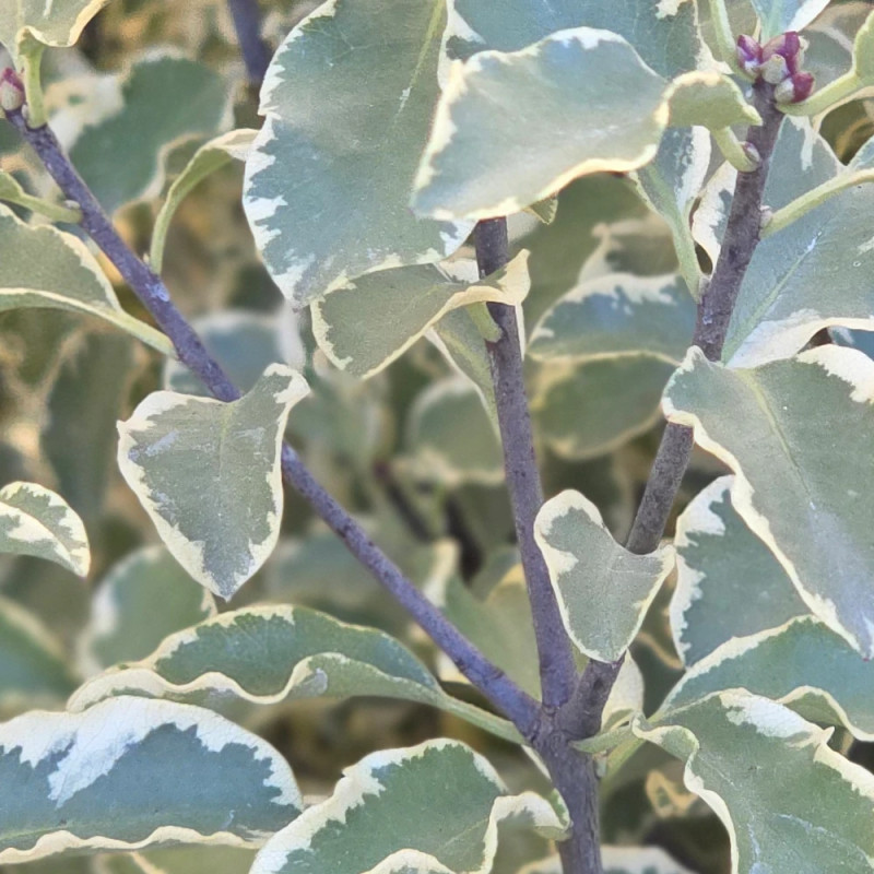 Pittosporum panaché, Pittospore